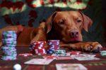 A Red Dog Playing Poker