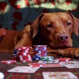 A Red Dog Playing Poker