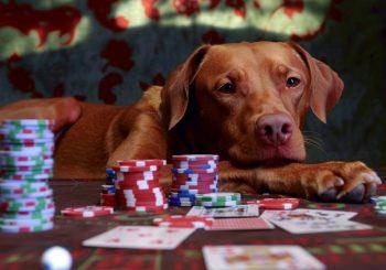 A Red Dog Playing Poker